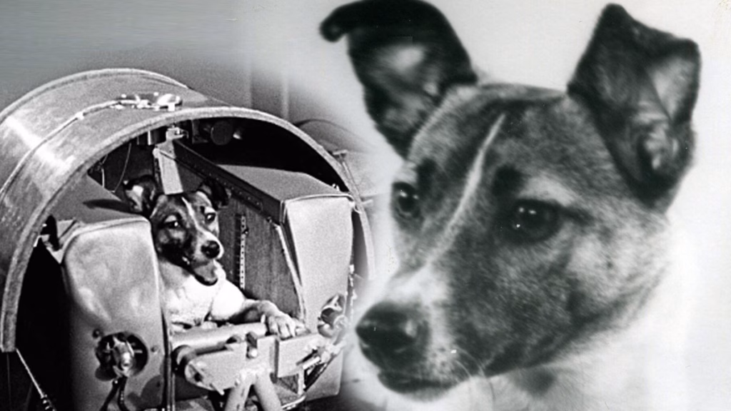 बेजुबान, मासूम Laika Dog की वो दर्दनाक कहानी जिसे बनाया अंतरिक्ष की पहली यात्री… जो वापस धरती पर लौट न सकी