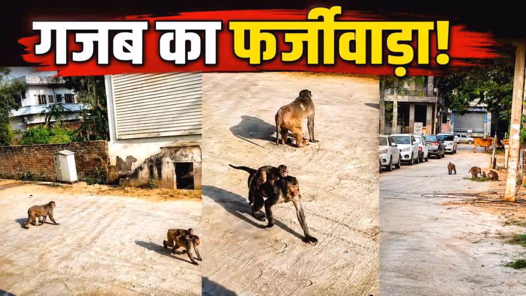 कागजों में भगाए बंदर! राजस्थान संपर्क पोर्टल पर समस्या का 'फर्जी समाधान'