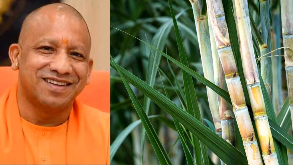 गन्ने के खेत से विदेशी बाजार तक पहुंची यूपी की एक्सपोर्ट चेन, निर्यात नीति ने बदली तस्वीर